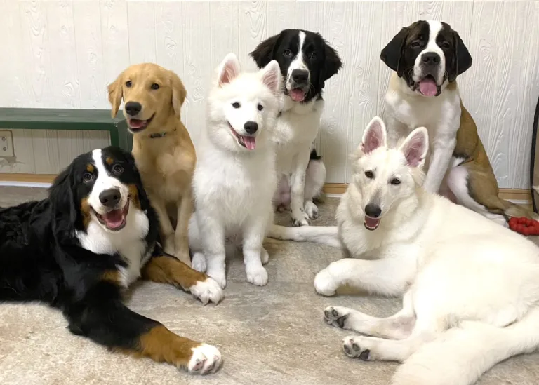 ほっとひと犬