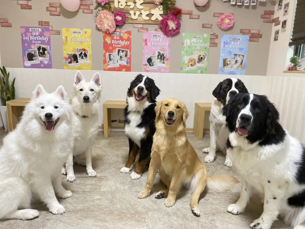 東京都江戸川区の大型犬ふれあいカフェ『ほっとひと犬』で過ごす6頭の大型犬たち。ゴールデンレトリバーやサモエドなどが並び、背景には1歳の誕生日イベントポスターが飾られている室内風景。