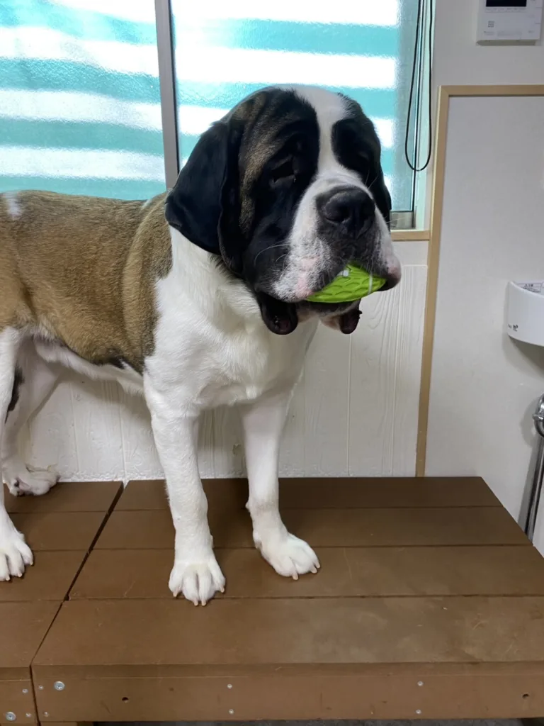 東京都江戸川区の大型犬ふれあいカフェ『ほっとひと犬』で遊ぶセントバーナード。緑のボールをくわえた姿がユーモラスな店内の一コマ。