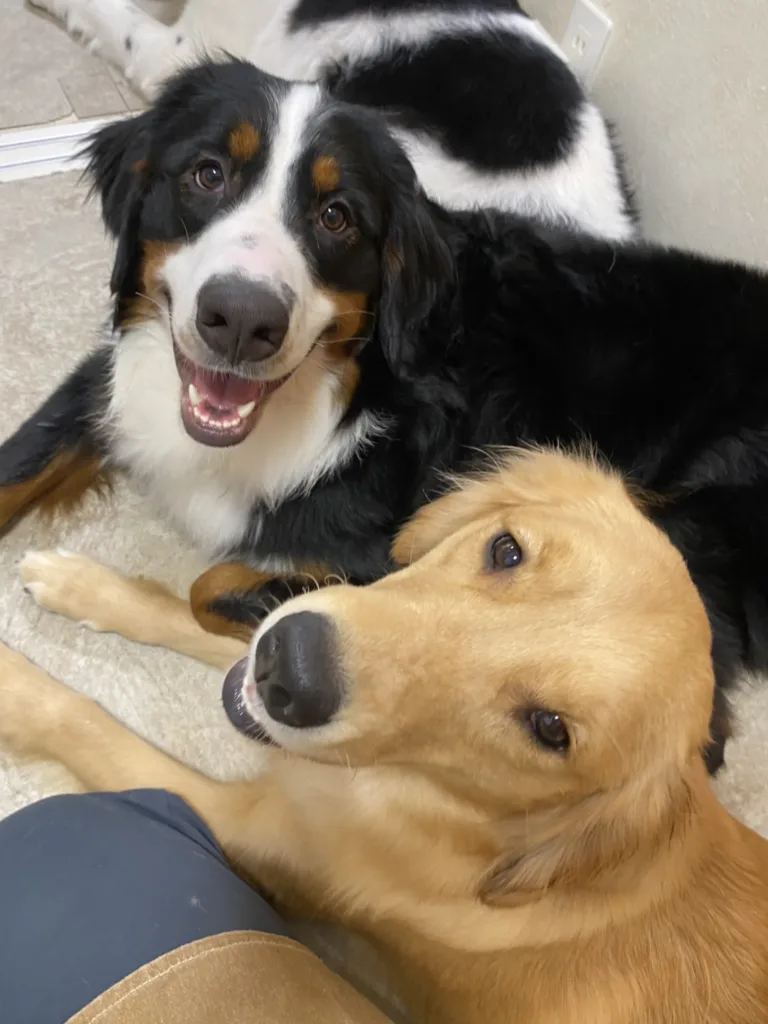東京都江戸川区の大型犬ふれあいカフェ『ほっとひと犬』で仲良く寄り添うバーニーズマウンテンドッグとゴールデンレトリバー。カメラ目線で笑顔を見せる姿が印象的な店内風景。