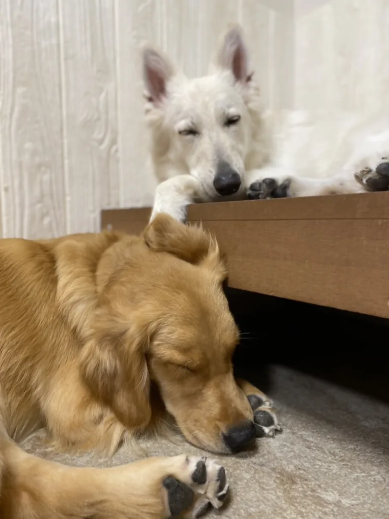 東京都江戸川区の大型犬ふれあいカフェ『ほっとひと犬』でくつろぐホワイトスイスシェパードとゴールデンレトリバー。寄り添って眠る姿が微笑ましい店内の様子。