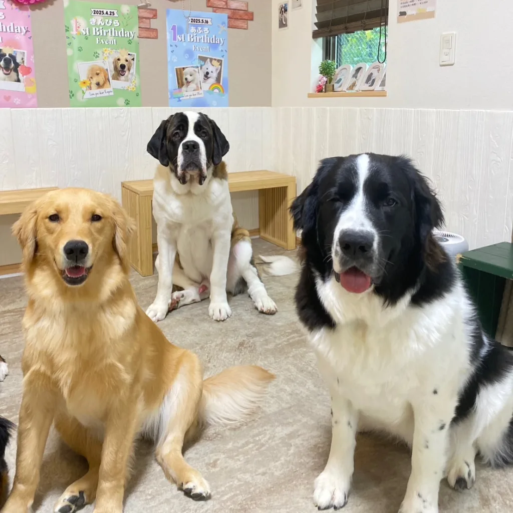 東京都江戸川区の大型犬ふれあいカフェ『ほっとひと犬』で過ごすゴールデンレトリバー、セントバーナード、ニューファンドランドミックスの3頭。店内には誕生日イベントのポスターが並び、明るく温かな雰囲気が広がっている。