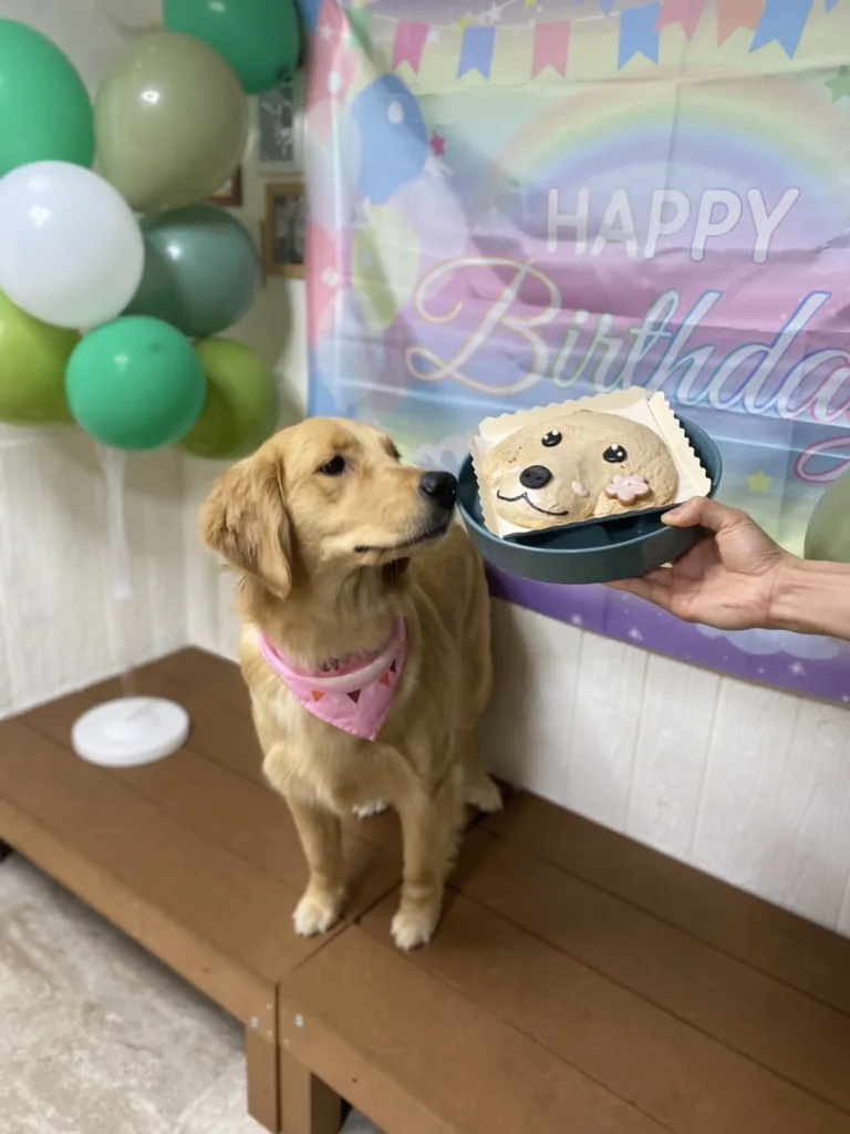 東京都江戸川区の大型犬ふれあいカフェ『ほっとひと犬』で開催されたゴールデンレトリバーのバースデーイベント。風船やバナーで飾られた背景の前で、愛犬用の似顔絵ケーキと一緒にお祝いするシーン。
