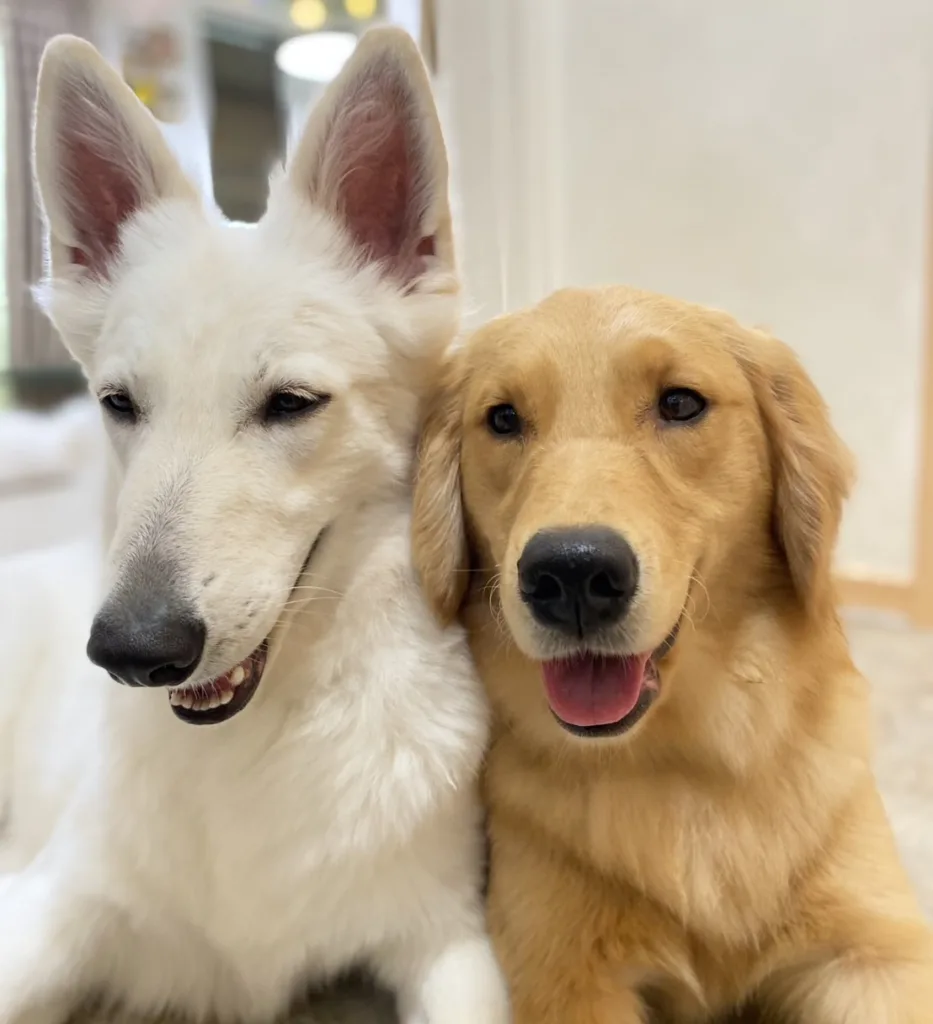 東京都江戸川区の大型犬ふれあいカフェ『ほっとひと犬』で寄り添って笑顔を見せるホワイトスイスシェパードとゴールデンレトリバー。仲良しな様子が伝わる癒しのワンシーン。