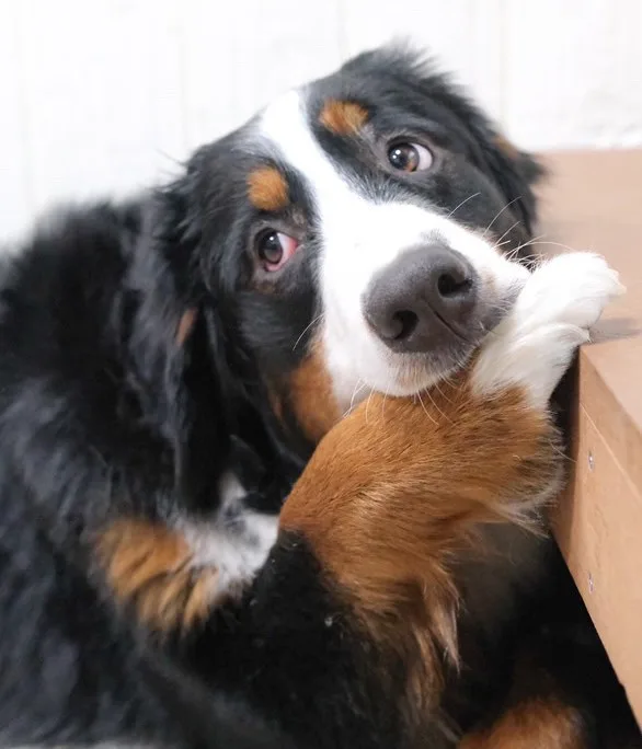 東京都江戸川区の大型犬ふれあいカフェ『ほっとひと犬』でくつろぐバーニーズマウンテンドッグ。前足をちょこんと段に乗せ、うるんだ瞳で見つめる愛らしい表情が印象的。