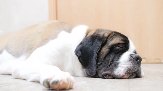 東京都江戸川区の大型犬ふれあいカフェ『ほっとひと犬』でリラックスして眠るセントバーナード。安心しきった表情で床に体を預ける癒しのワンシーン。
