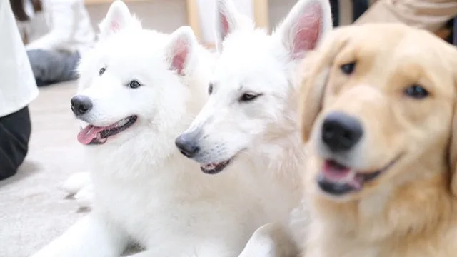 東京都江戸川区の大型犬ふれあいカフェ『ほっとひと犬』で並んでくつろぐサモエド、ホワイトスイスシェパード、ゴールデンレトリバー。仲良く並ぶ姿が微笑ましい人気のふれあいシーン。