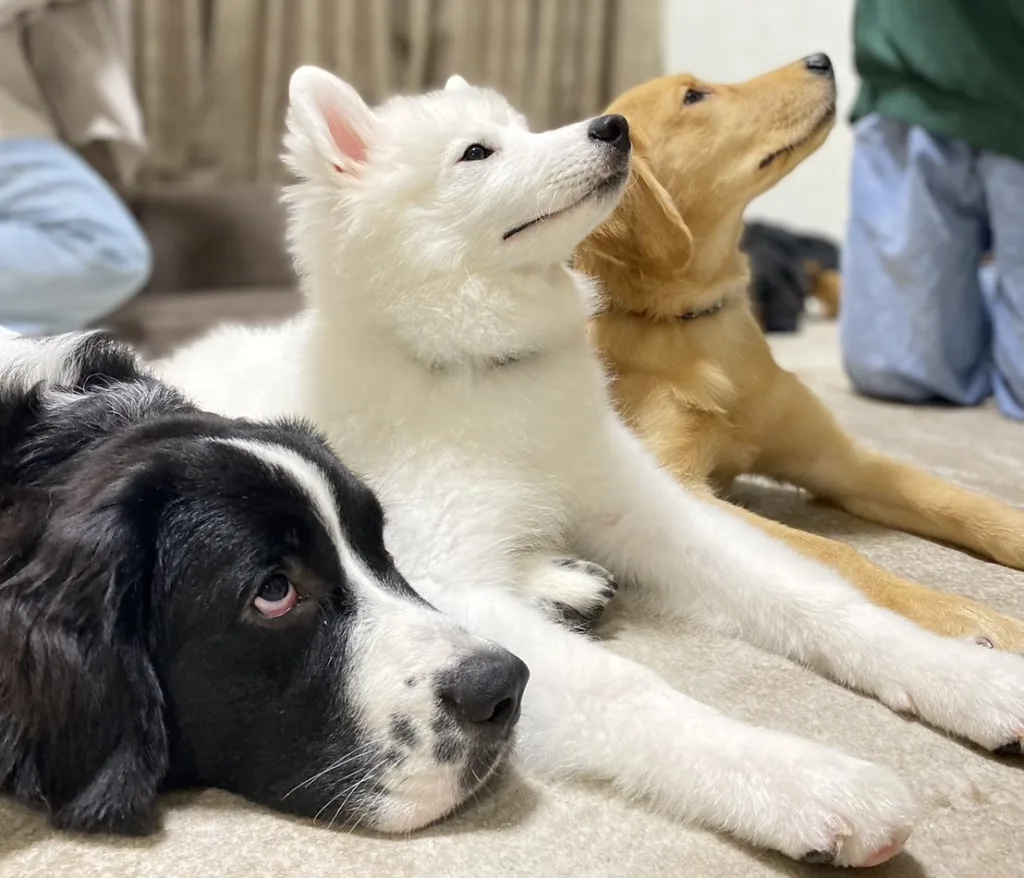 大型犬カフェの子犬たちが仲良く並んでおすわりしている様子|ふれあい体験の一場