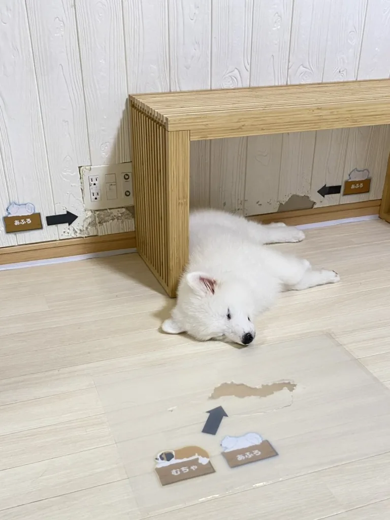 壁に傷跡を残した大型犬とその前にいる大型犬の様子