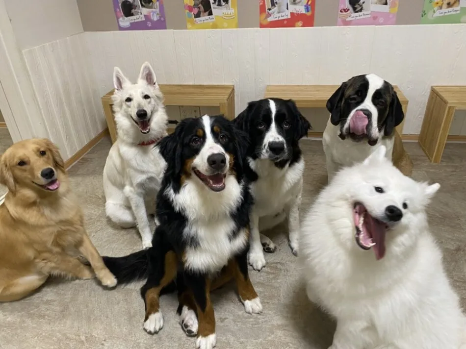 大型犬とサンゲツ「ノンスキッドクッションフロア」