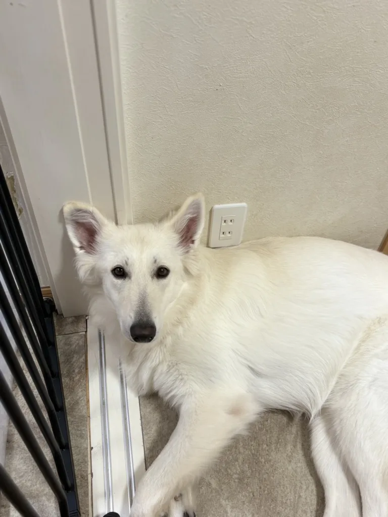 大型犬がベビーゲート越しに安全に区切られた部屋にいる様子