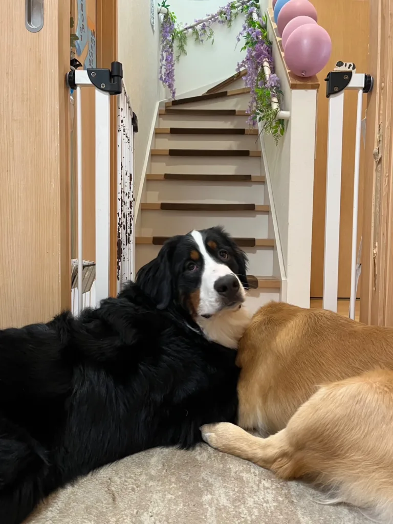 ベビーゲートの外に出ずに室内でおとなしく待つ大型犬たちの様子