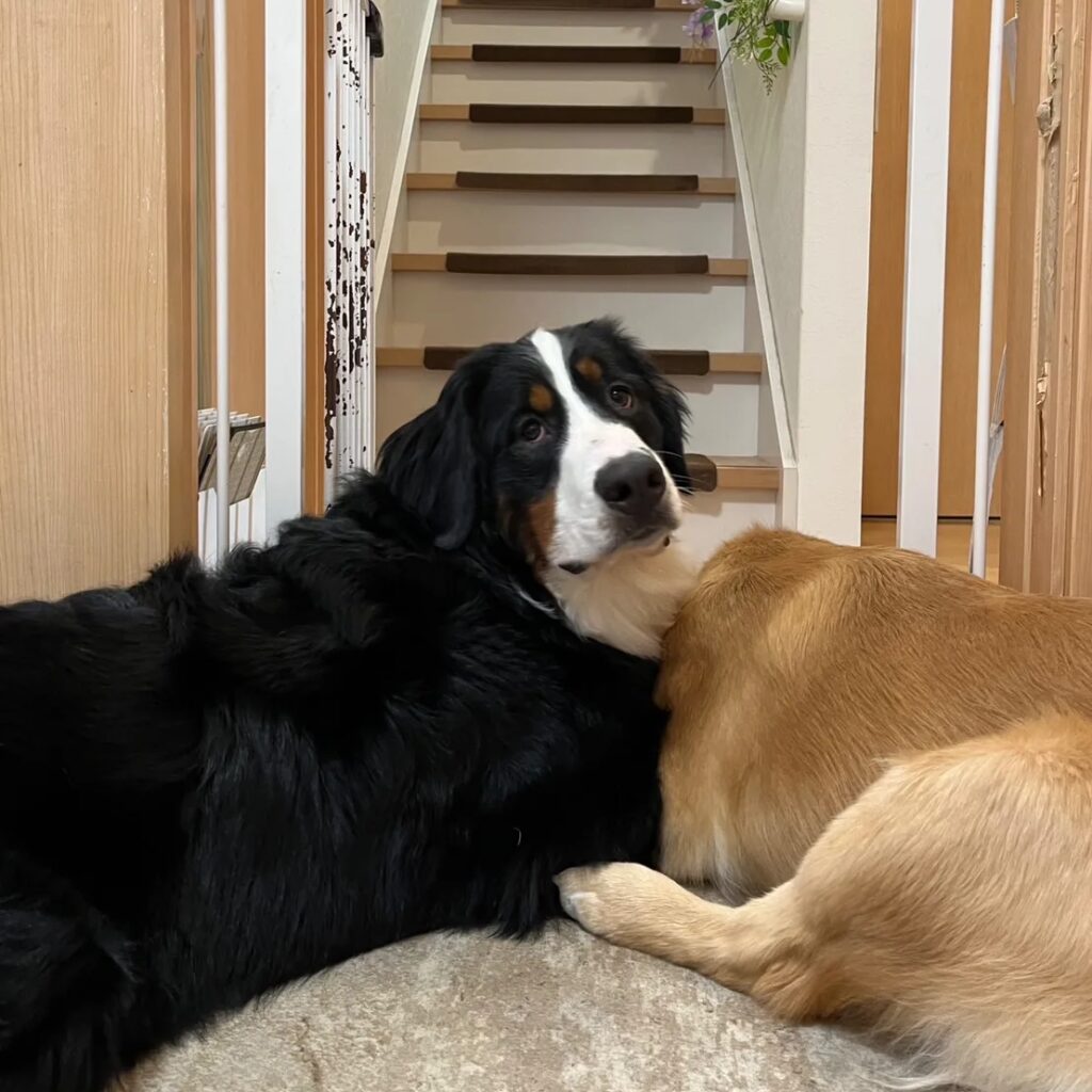 ベビーゲートの外に出ずに室内でおとなしく待つ大型犬たちの様子