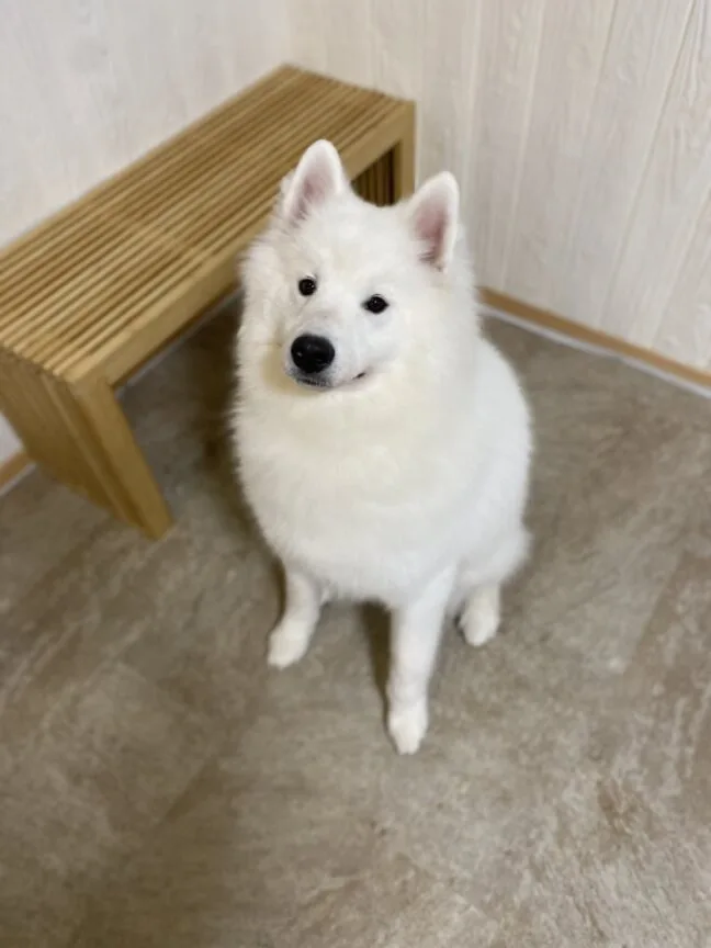 ルームファクトリー「クッションシート腰壁」で保護された壁の前にいる大型犬