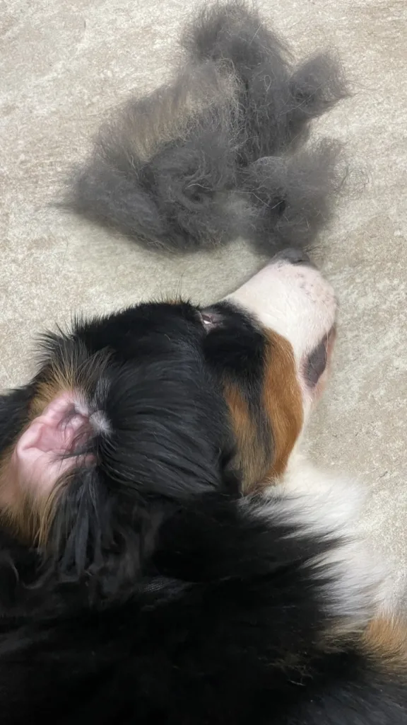 ブラッシングで取れた毛と大型犬