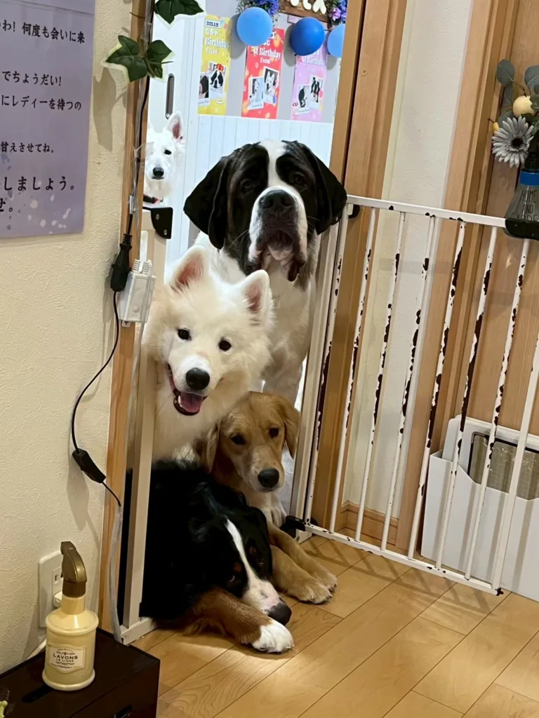 ベビーゲートと大型犬