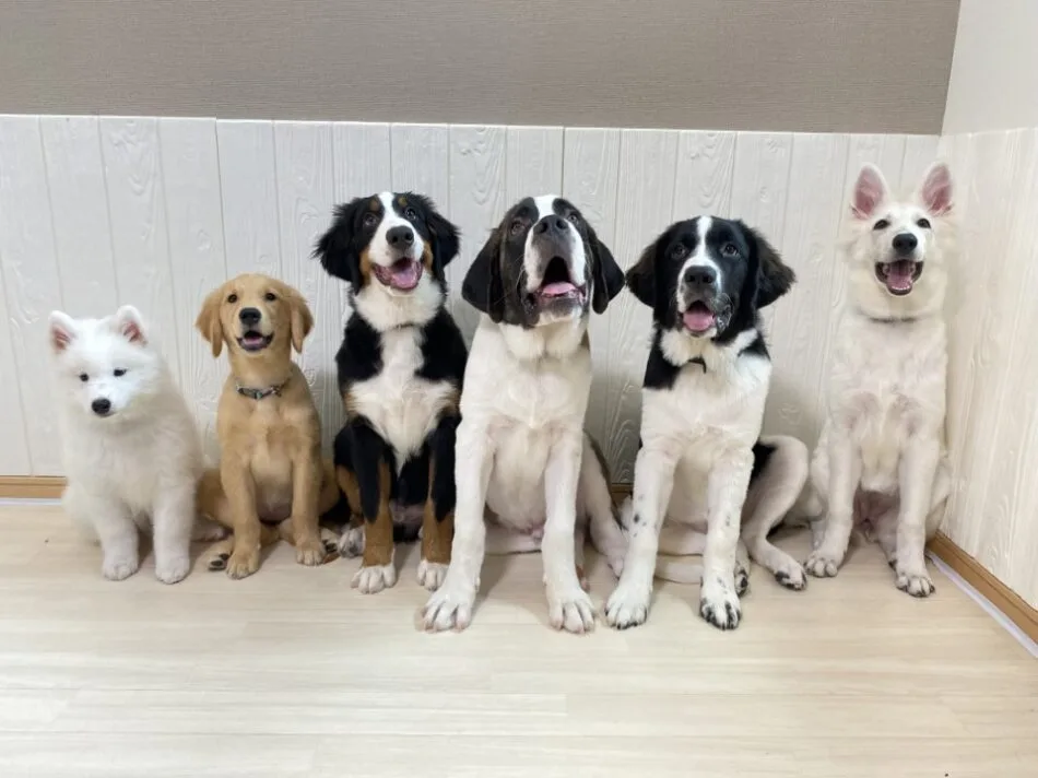 ほっとひと犬で暮らす6頭の大型犬の集合写真