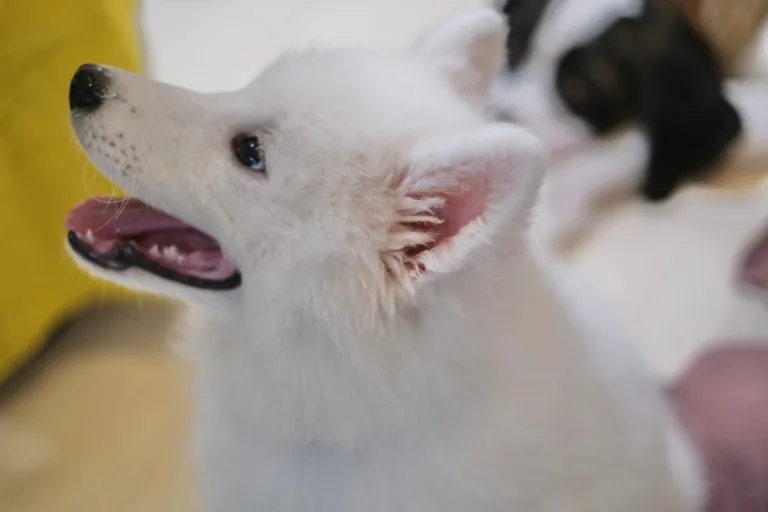 サモエド　仔犬　笑顔　横顔
