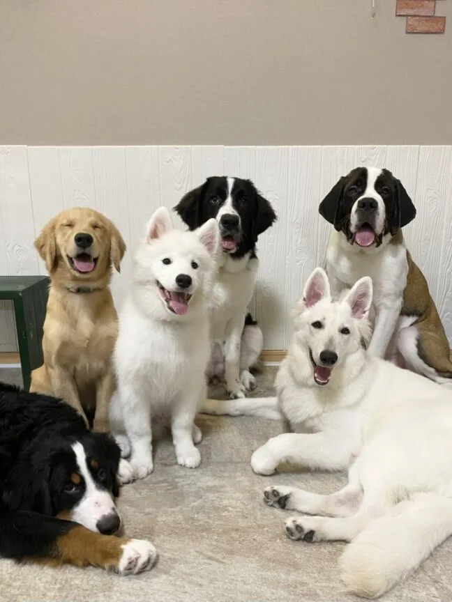 『ほっとひと犬』の大型犬6頭の集合写真
