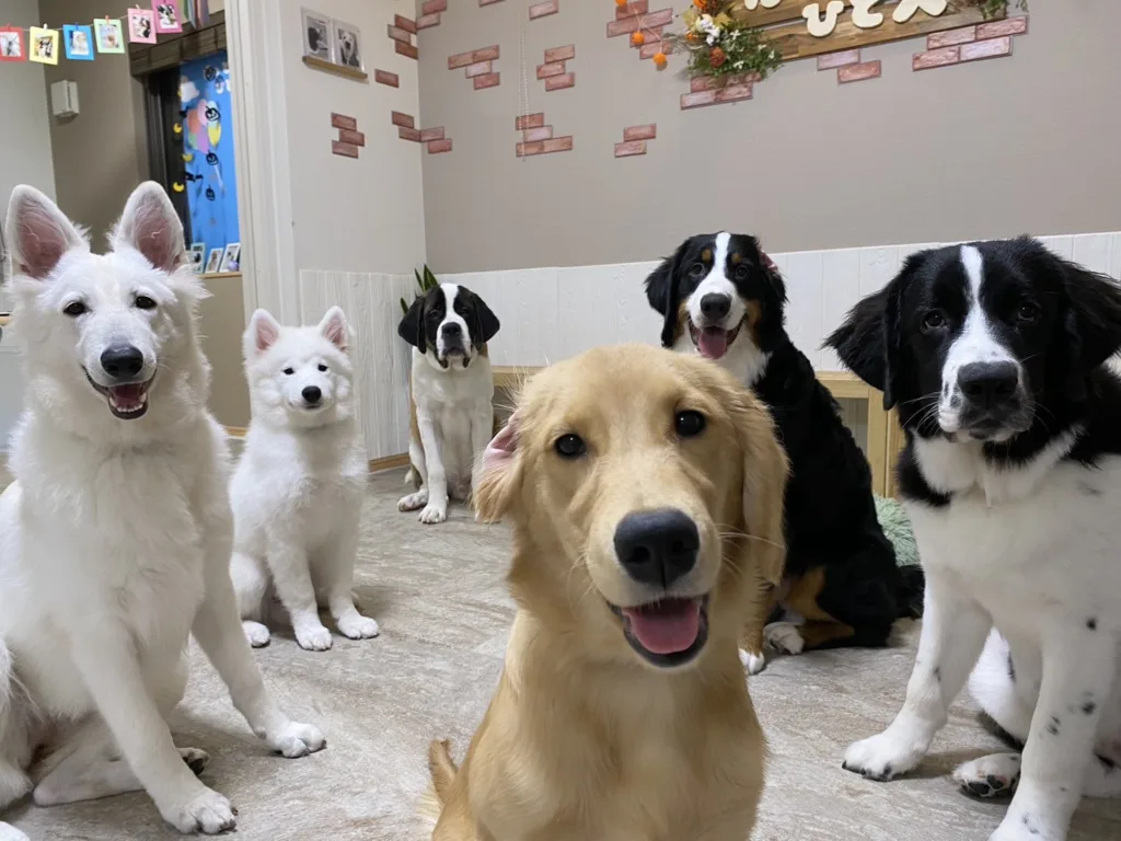 大型犬ふれあいカフェ『ほっとひと犬』の大型犬6頭