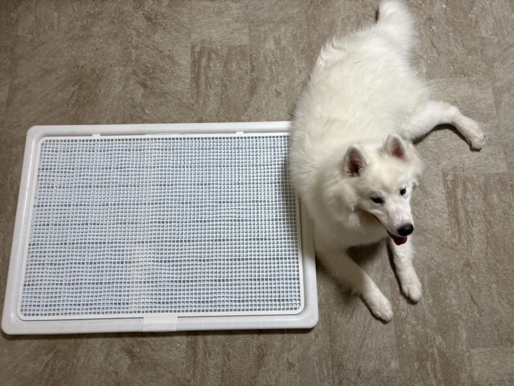 大型犬がINULABO高床式トイレトレーを使っている様子