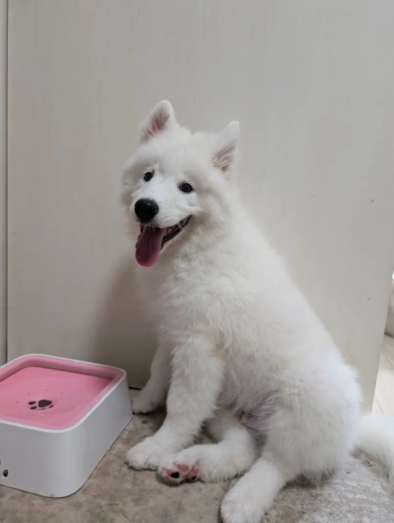 大型犬がELS PETペット給水器で水を飲んでいる様子