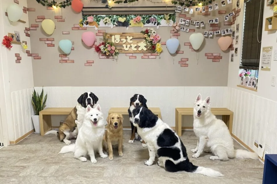 東京都江戸川区の大型犬ふれあいカフェ『ほっとひと犬』の大型犬たち