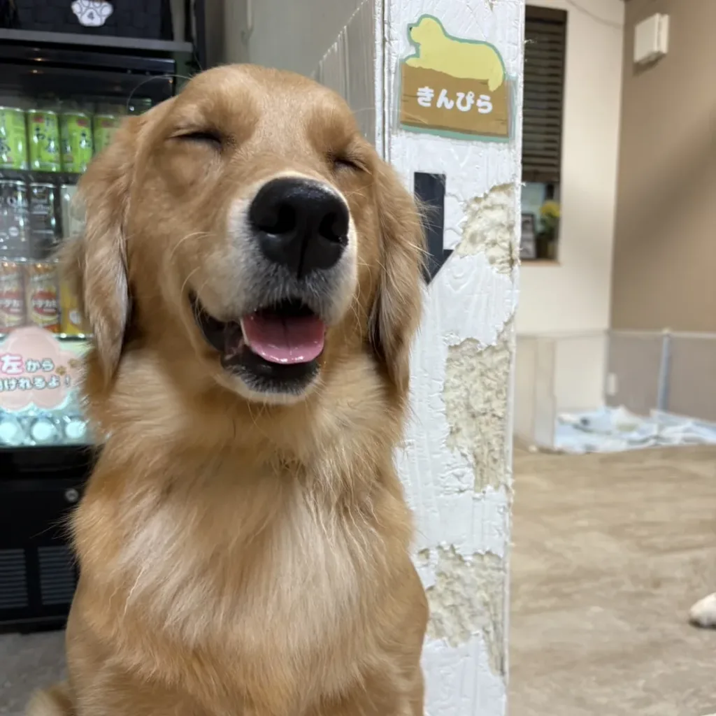 室内飼いの大型犬が壁を傷つけたときの実例写真