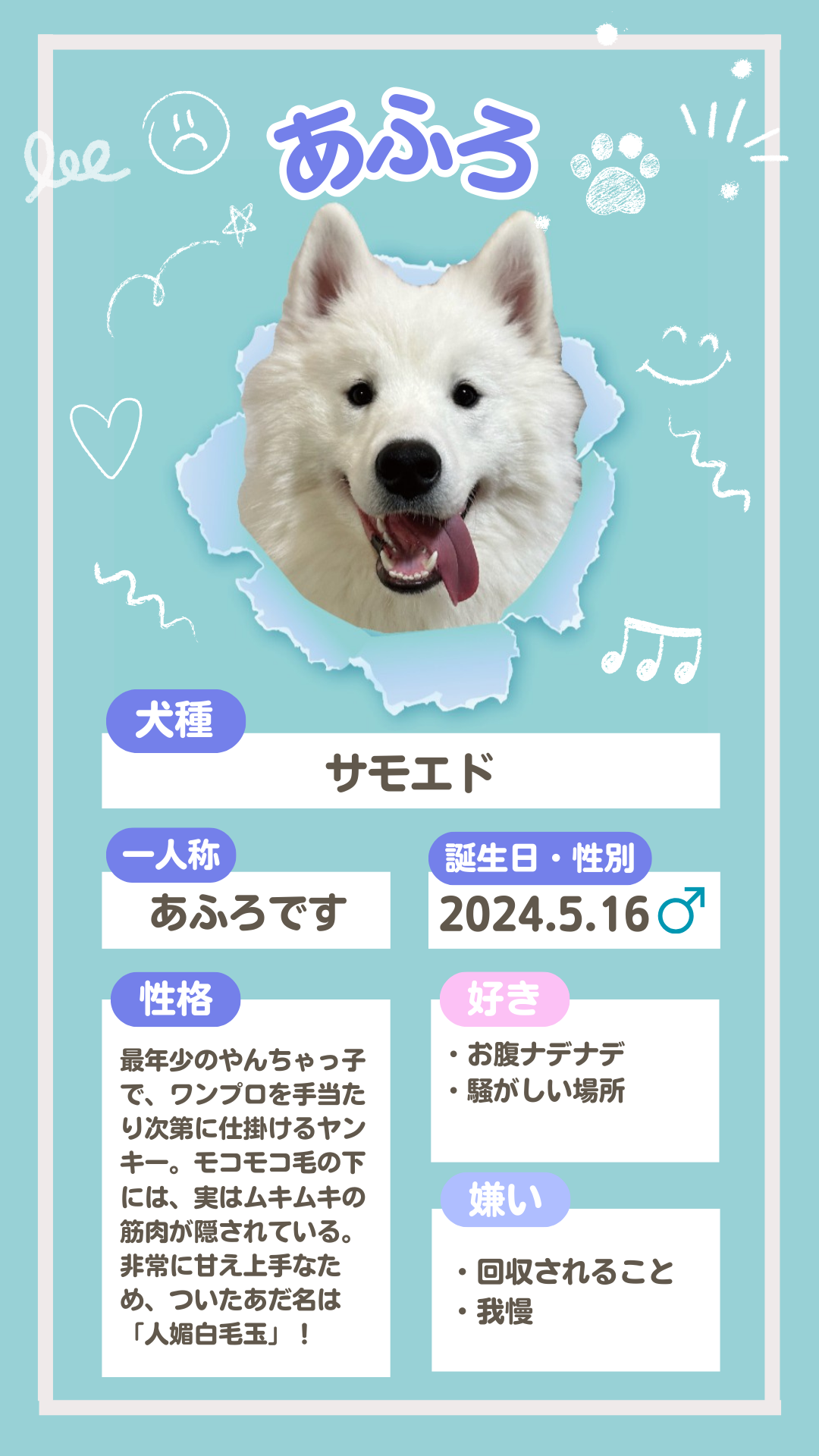サモエドの仔犬の紹介