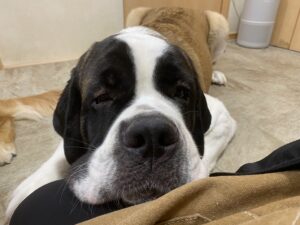 スタッフの膝の上に、頭を置いて寝ているセントバーナードの仔犬