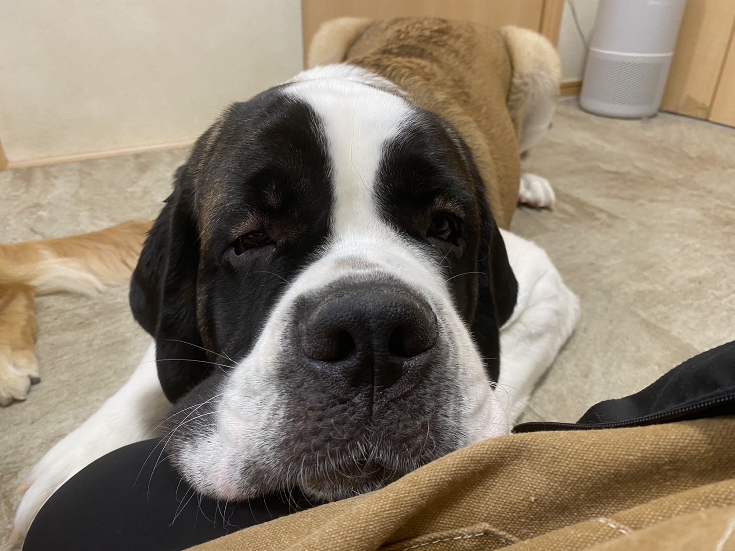 スタッフの膝の上に、頭を置いて寝ているセントバーナードの仔犬