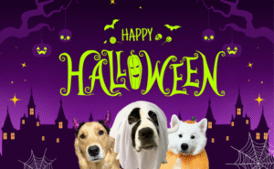 ハロウィーンのコスプレをした大型犬