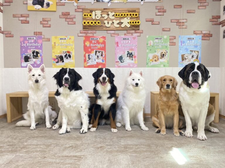 ほっとひと犬
