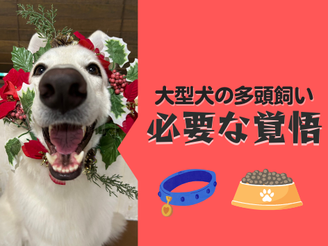 大型犬の多頭飼い