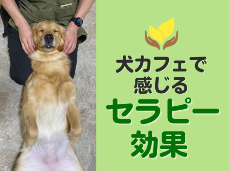 犬カフェで感じるセラピー効果