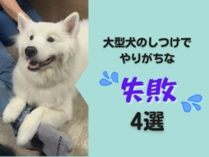 大型犬のしつけでやりがちな失敗