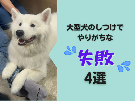大型犬のしつけでやりがちな失敗