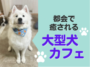 都会で癒される大型犬カフェ ほっとひと犬