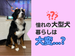 皆が憧れる大型犬との暮らし