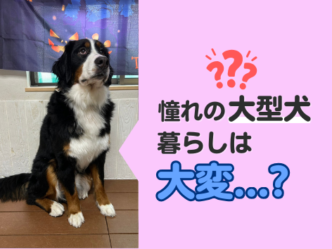 皆が憧れる大型犬との暮らし