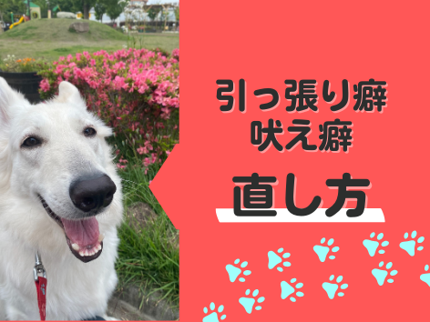 ホワイトスイスシェパードが、お散歩中にピンクの花の前で記念撮影