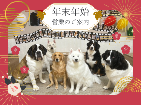 お正月に大型犬6頭が集合している様子