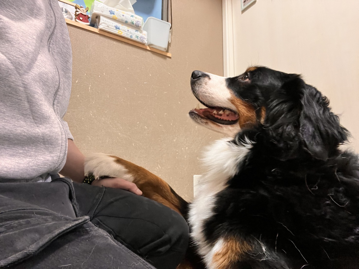 東京都江戸川区瑞江のにがる大型犬カフェほっとひと犬のバーニーズマウンテンドッグが、お客様に甘えている様子。