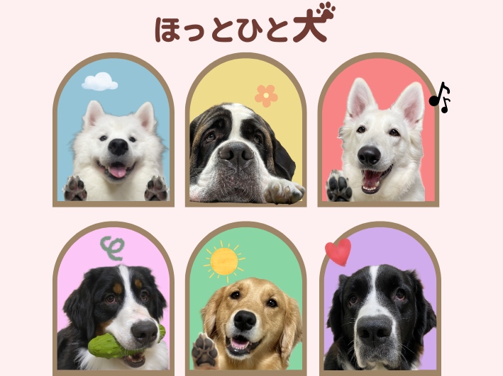 ほっとひと犬在籍の6頭