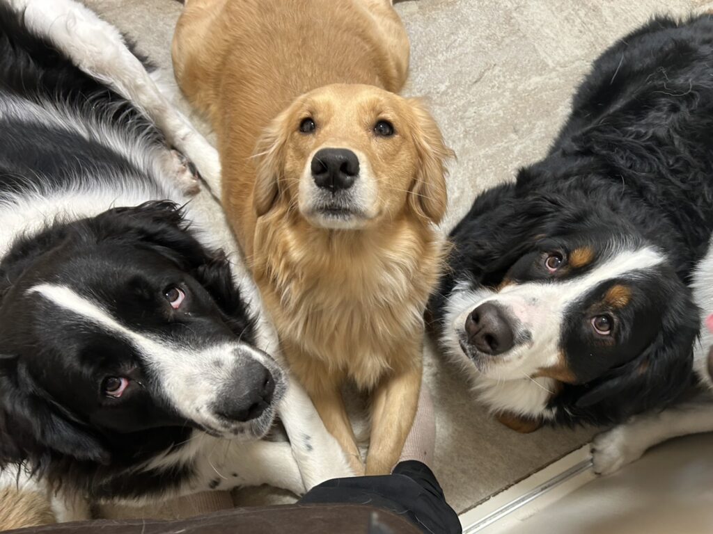 ゴールデンレトリバーやバーニーズなどの大型犬が、お出迎え。