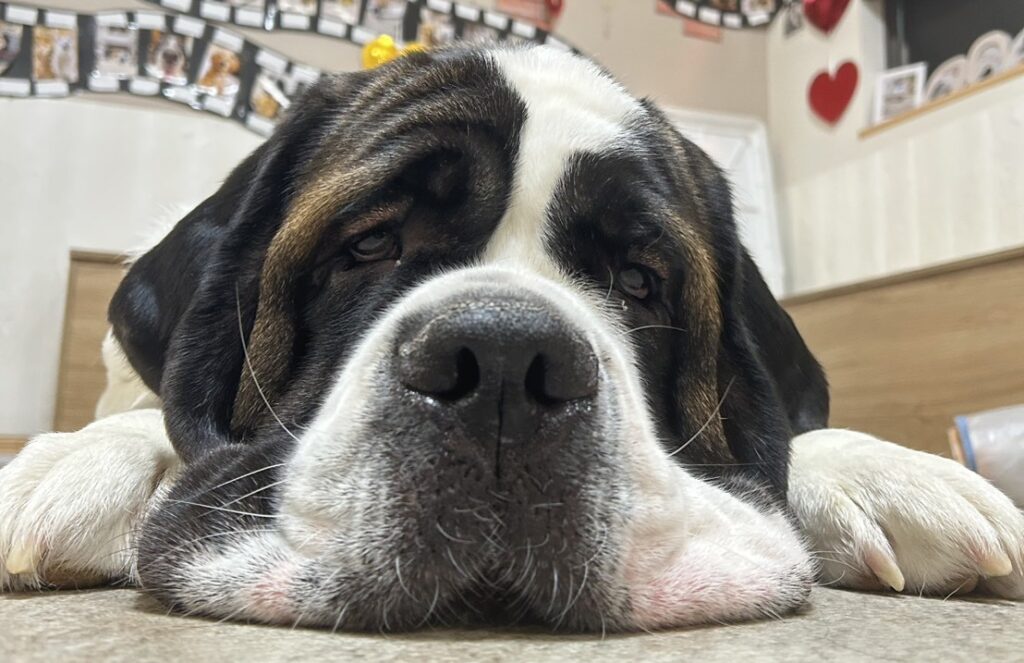 江戸川区瑞江の大型犬カフェのセントバーナードが寝ている様子