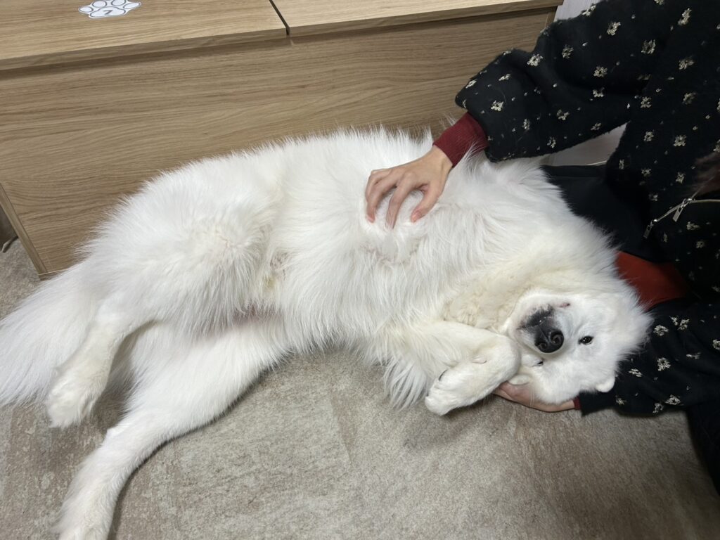 江戸川区瑞江にある大型犬カフェのサモエド、人にお腹を撫でてもらっている