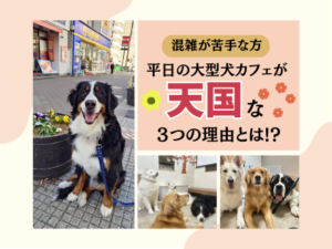 平日の大型犬カフェが天国な理由