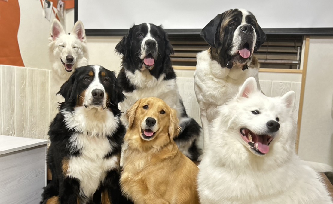 東京都江戸川区瑞江にある大型犬カフェの犬たちの集合写真。みんな笑顔でカメラ目線をくれる。