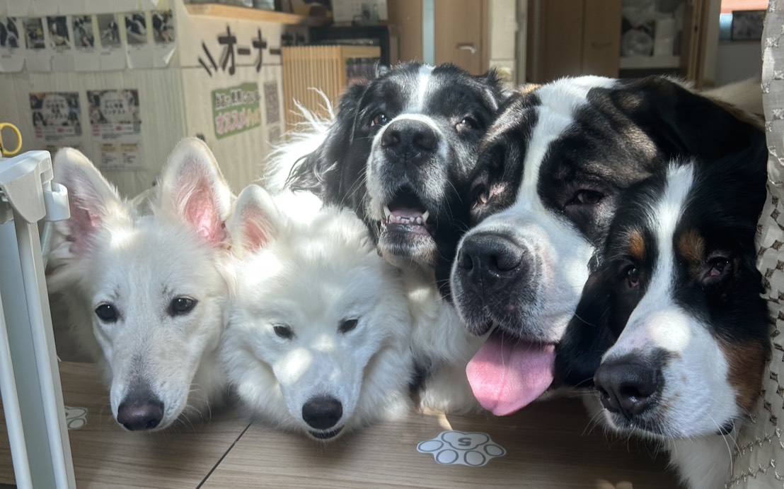 東京都江戸川区瑞江の大型犬カフェの犬が、こっちをみんなで見ている様子。